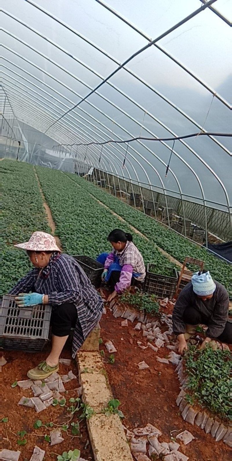 优质山豆根苗
