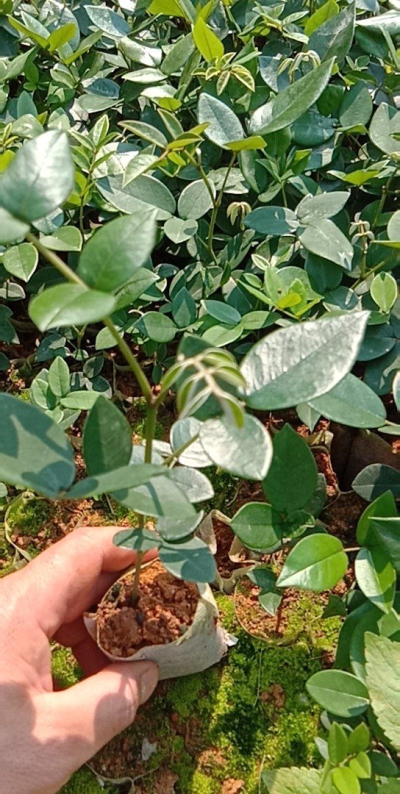 优质山豆根苗