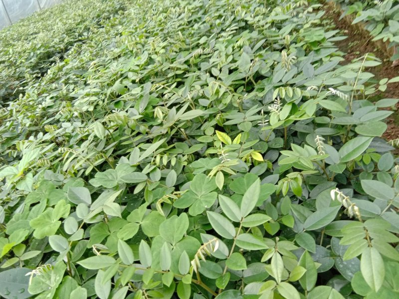 优质山豆根苗
