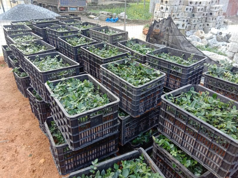 优质山豆根苗