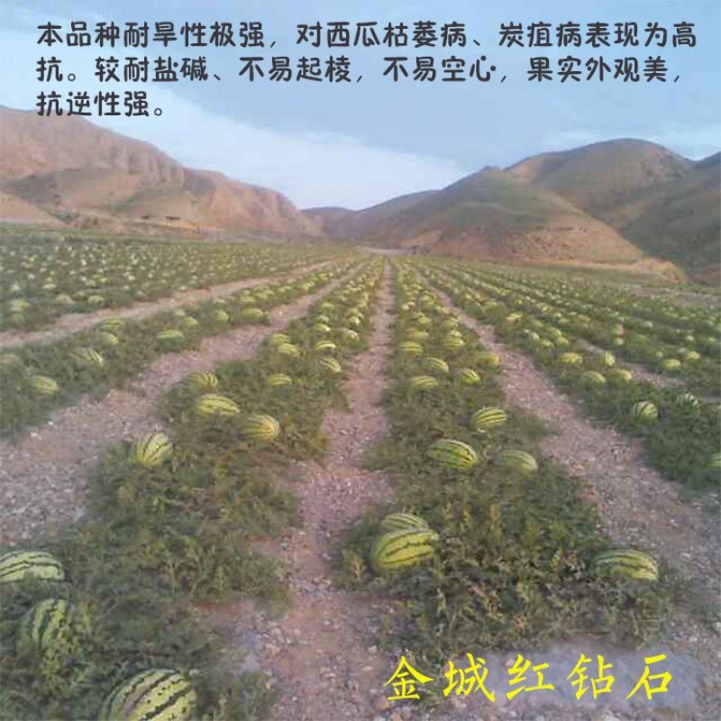 双红金城五号西瓜种子原装正品甘肃压砂瓜优良品种耐旱早熟