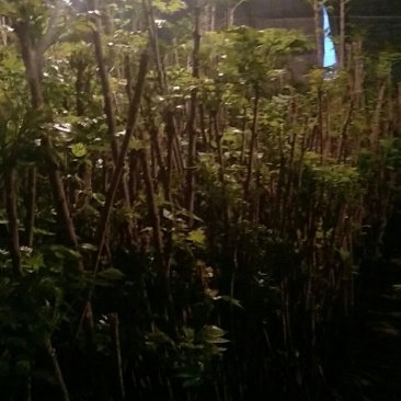大棚退下香椿苗，占地苗