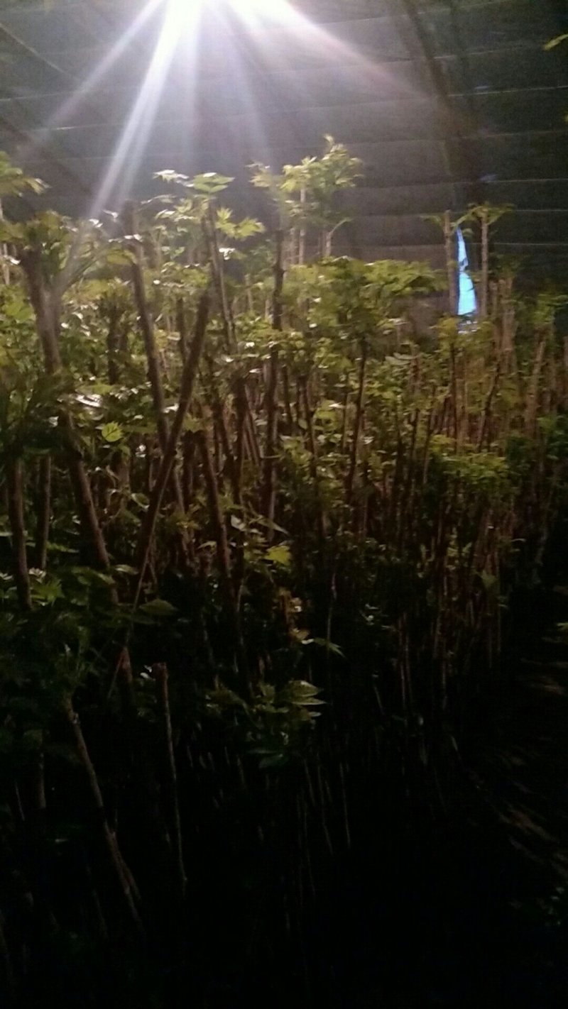 大棚退下香椿苗，占地苗