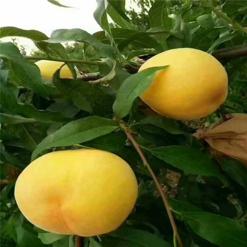 批发黄桃树苗易管理挂果多黄桃树苗基地直销现挖现卖