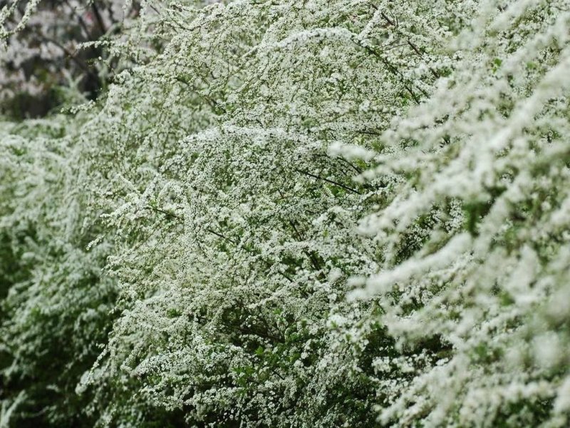 雪柳珍珠梅喷雪花色块苗六月雪珍珠梅绿篱满天星