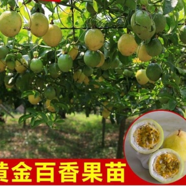 百香果苗黄金百香果苗扦插苗嫁接苗
