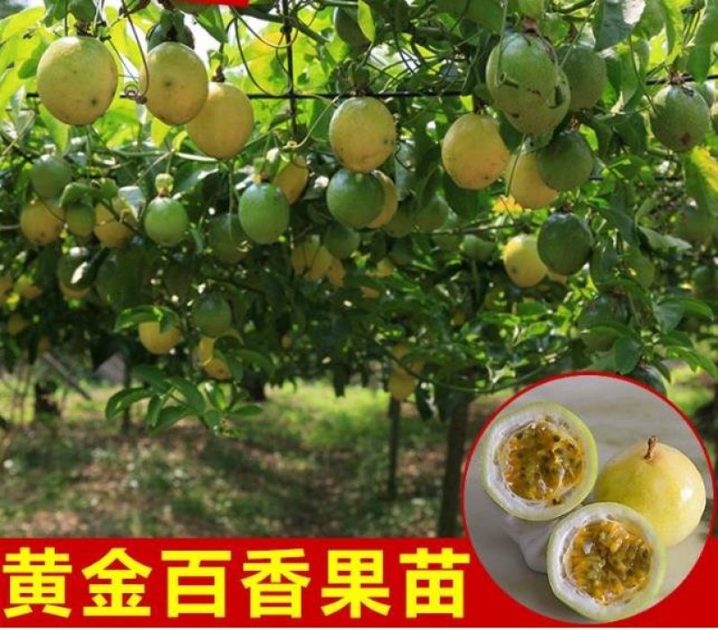 百香果苗黄金百香果苗扦插苗嫁接苗