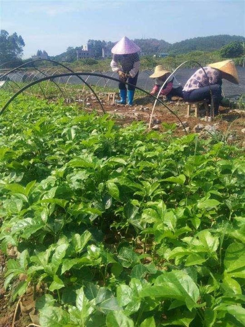 百香果苗黄金百香果苗扦插苗嫁接苗