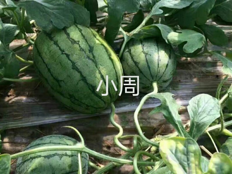 山东西瓜京欣西瓜6斤打底9成熟1茬