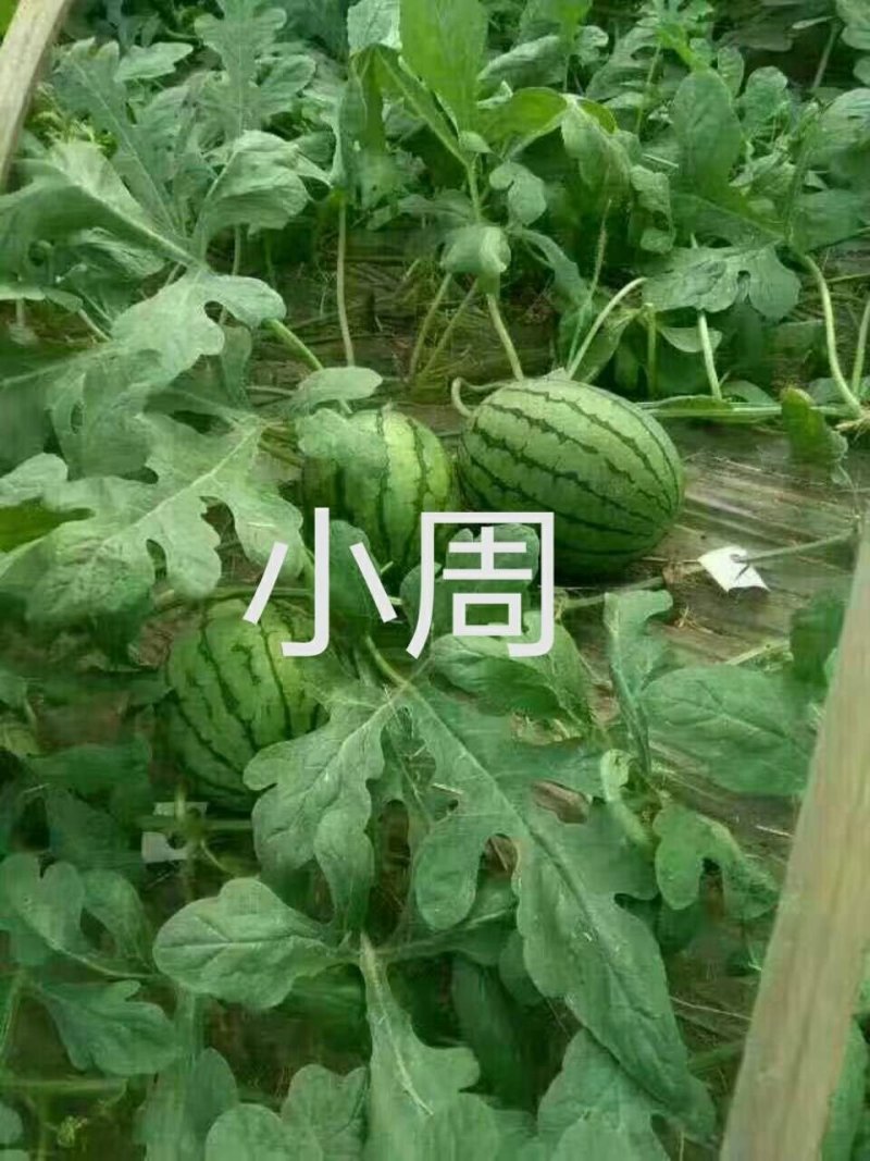 山东西瓜京欣西瓜6斤打底9成熟1茬