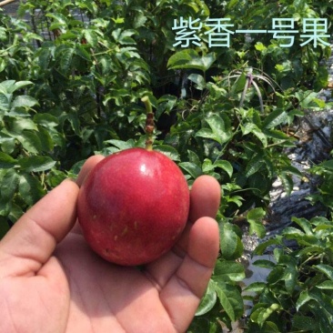 紫香一号百香果苗带泥发货