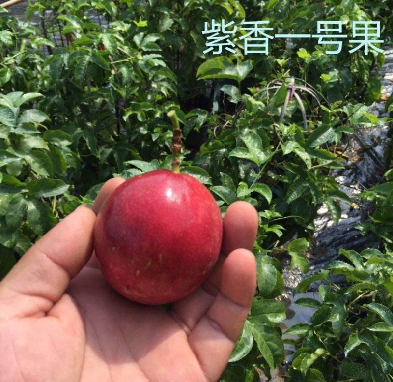 紫香一号百香果苗带泥发货