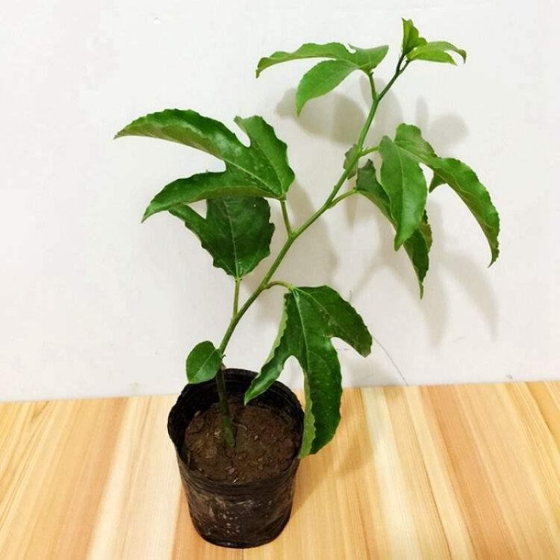 紫香一号百香果苗带泥发货