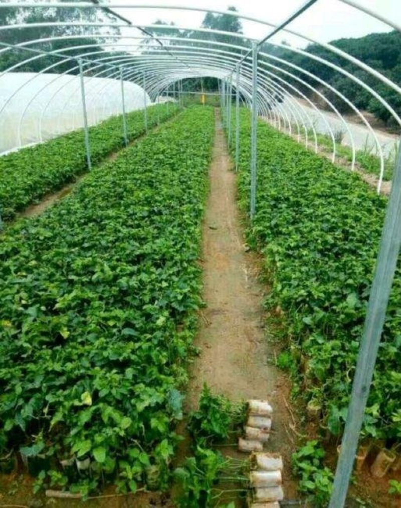 紫香一号百香果苗带泥发货