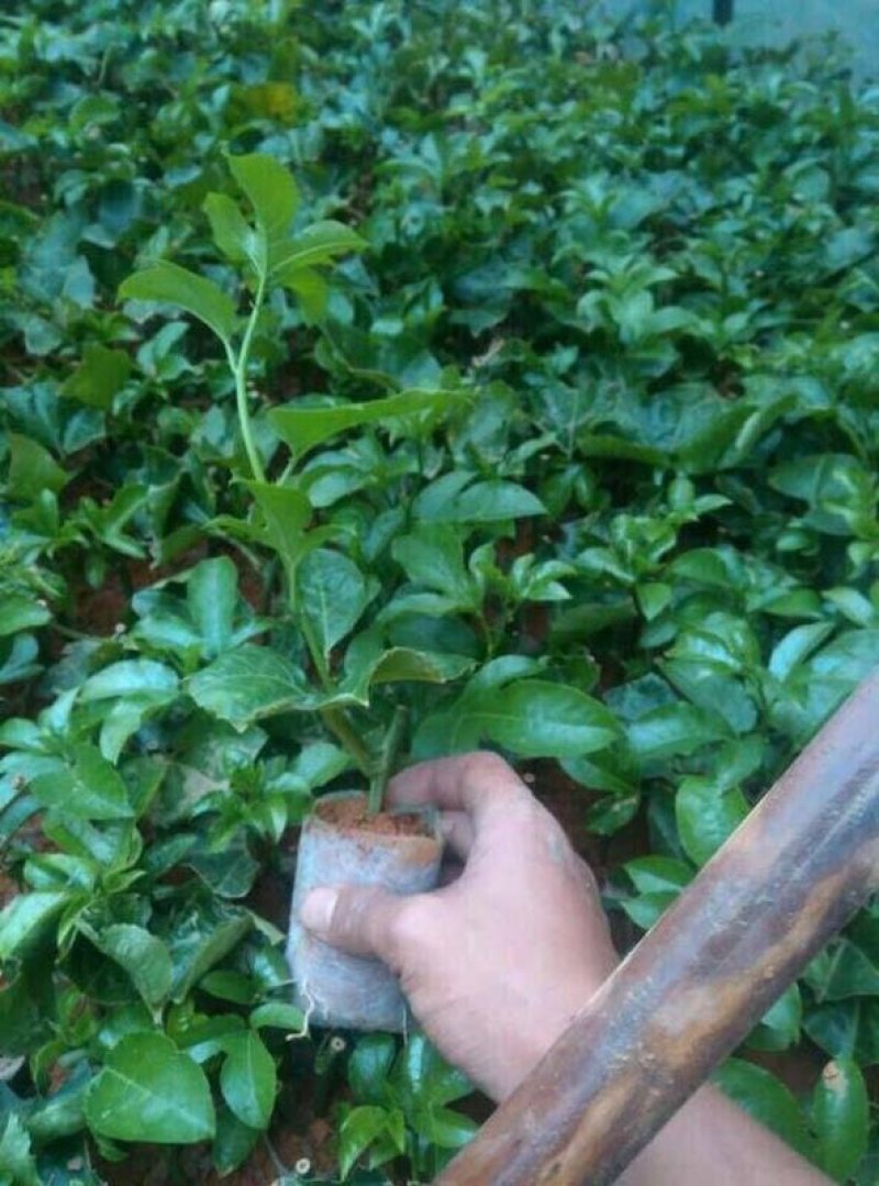 紫香一号百香果苗带泥发货