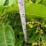 (包邮.包技术)金煌芒，四季蜜芒嫁接苗次年可挂果