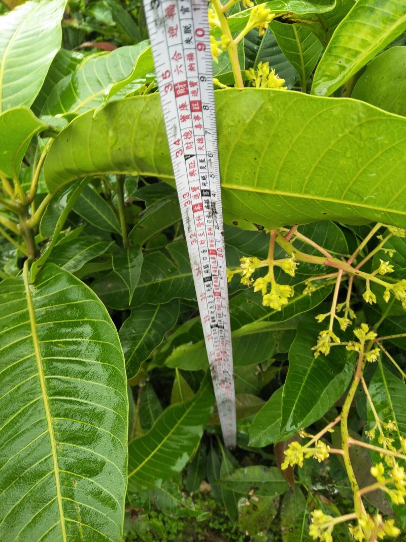 (包邮.包技术)金煌芒，四季蜜芒嫁接苗次年可挂果