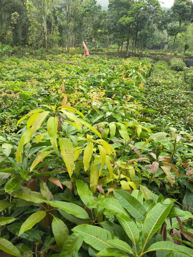 (包邮.包技术)金煌芒，四季蜜芒嫁接苗次年可挂果