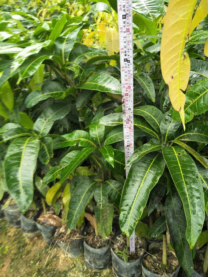 (包邮.包技术)金煌芒，四季蜜芒嫁接苗次年可挂果
