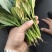 菠菜