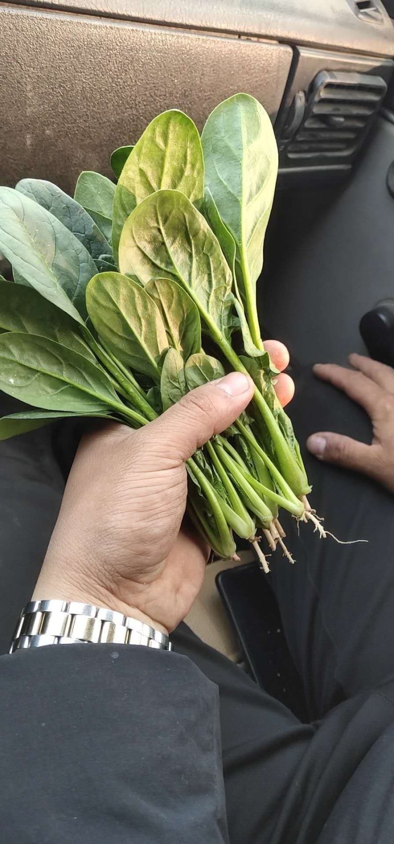 菠菜