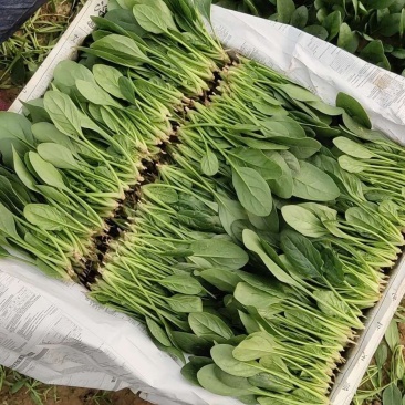 菠菜