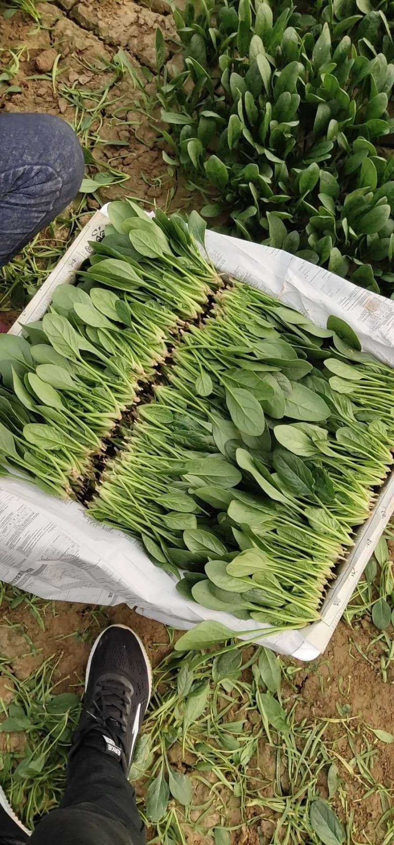菠菜