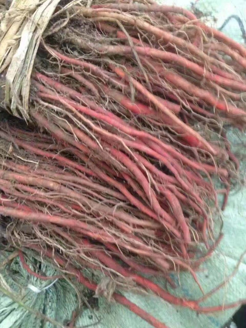 丹参苗