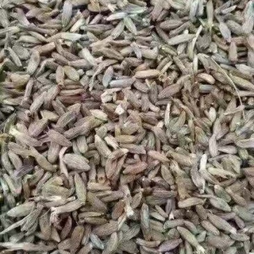 白术种子
