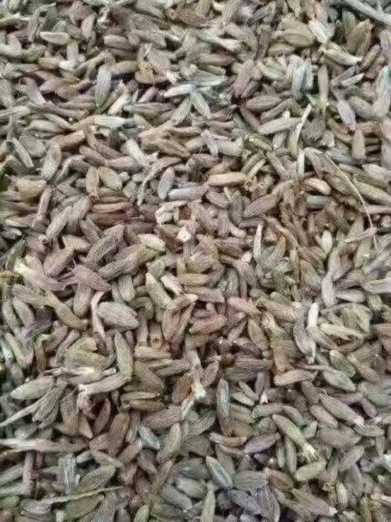 白术种子