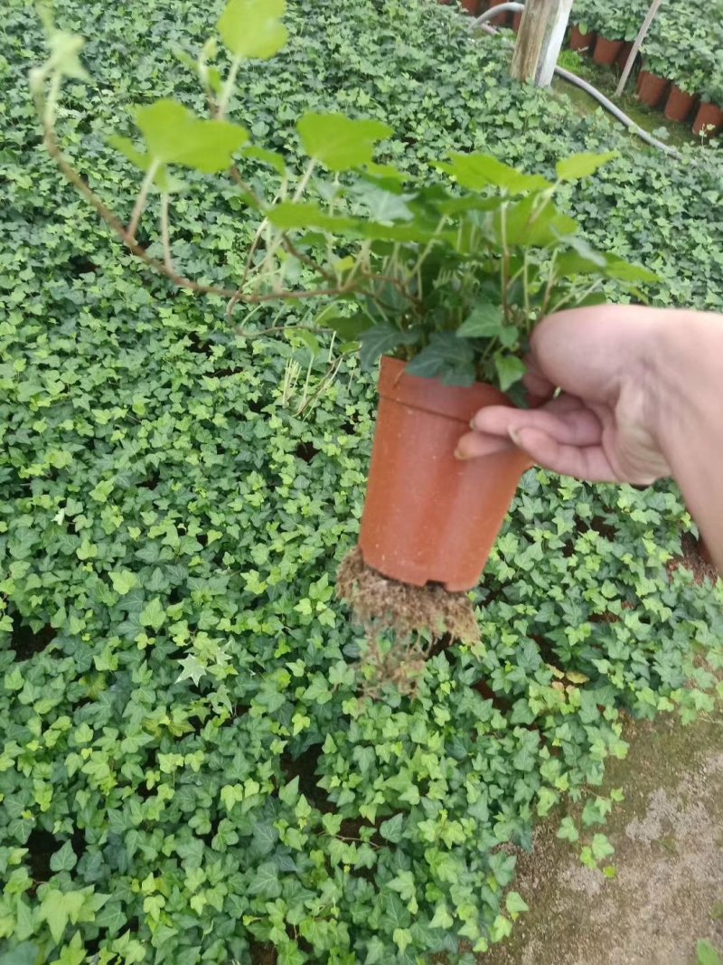 精品高脚杯常春藤基地自产自销