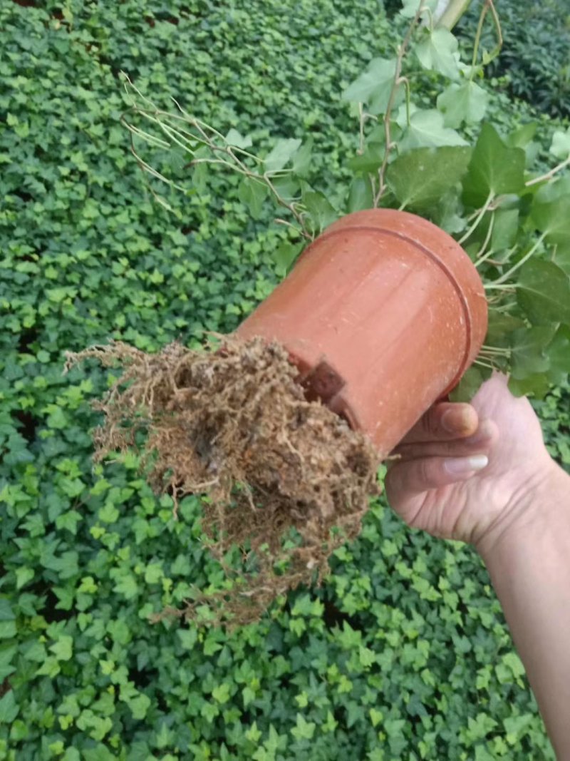 精品高脚杯常春藤基地自产自销