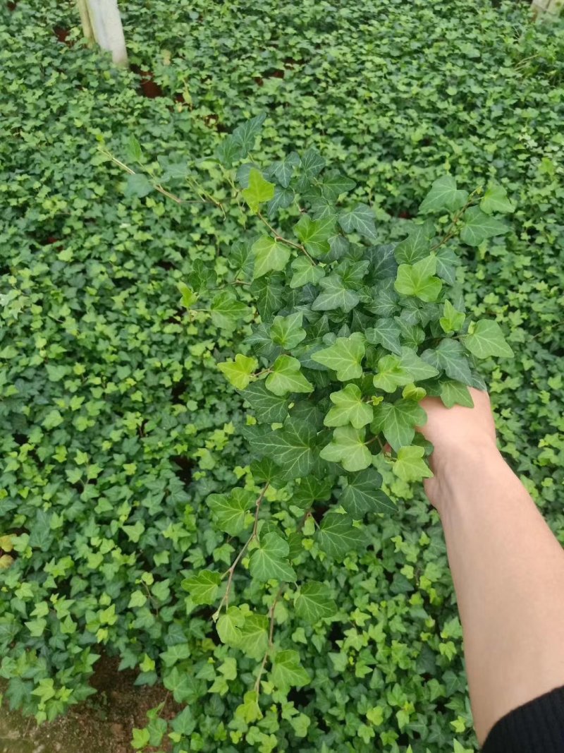 精品高脚杯常春藤基地自产自销