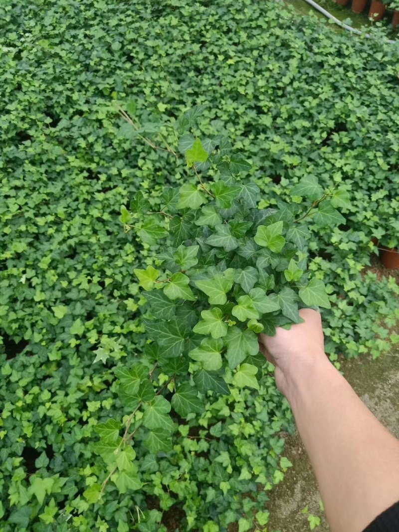 精品高脚杯常春藤基地自产自销