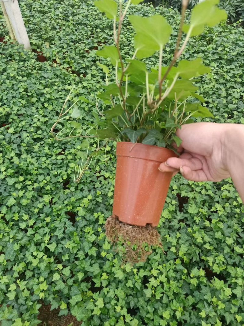 精品高脚杯常春藤基地自产自销