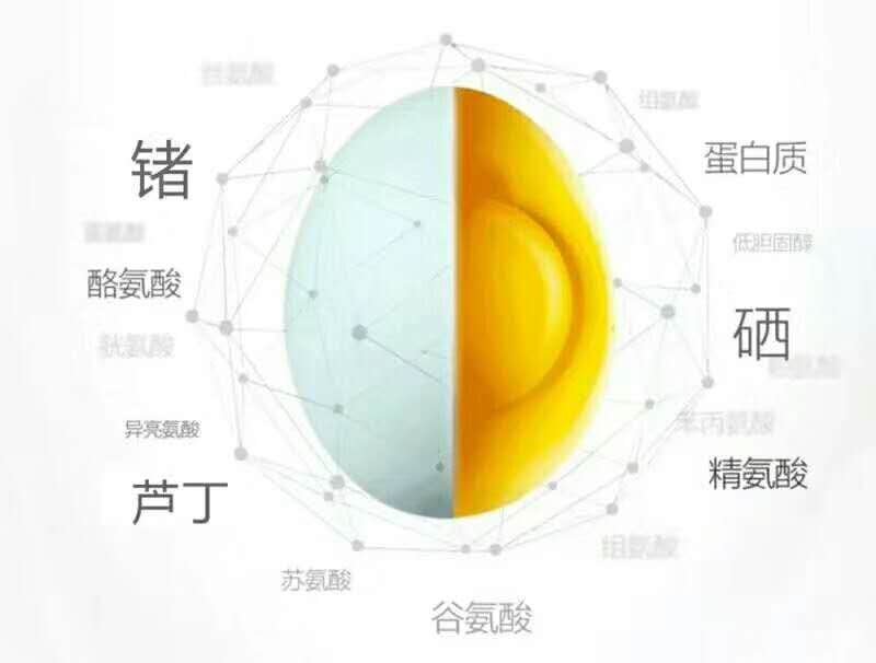 桂花雀芦丁鸡种蛋成活率高提供养殖技术量大从优