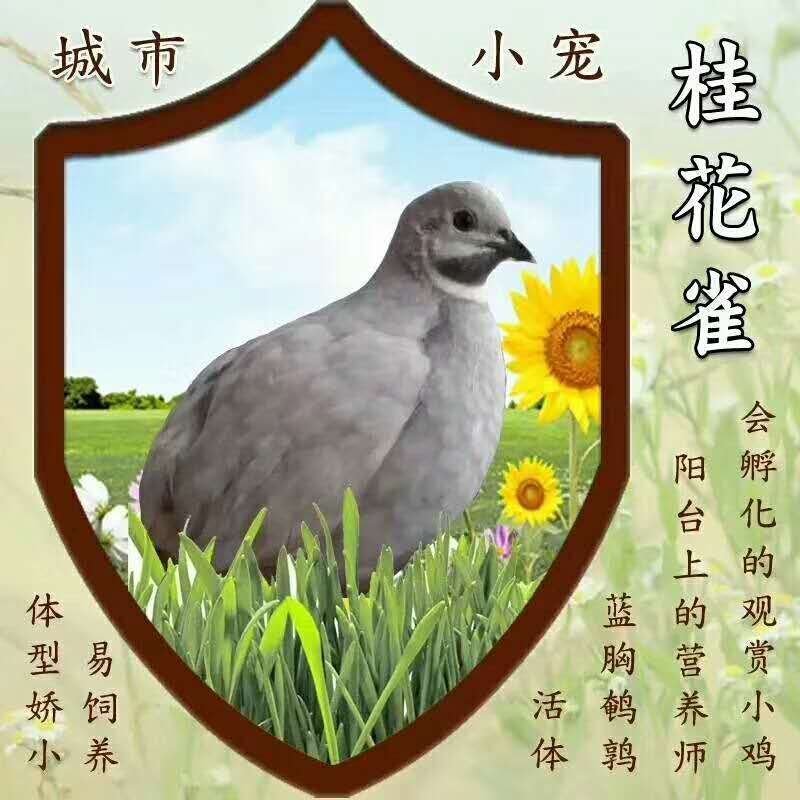 桂花雀品相好易养基地常年直供欢迎老板实地考察购买