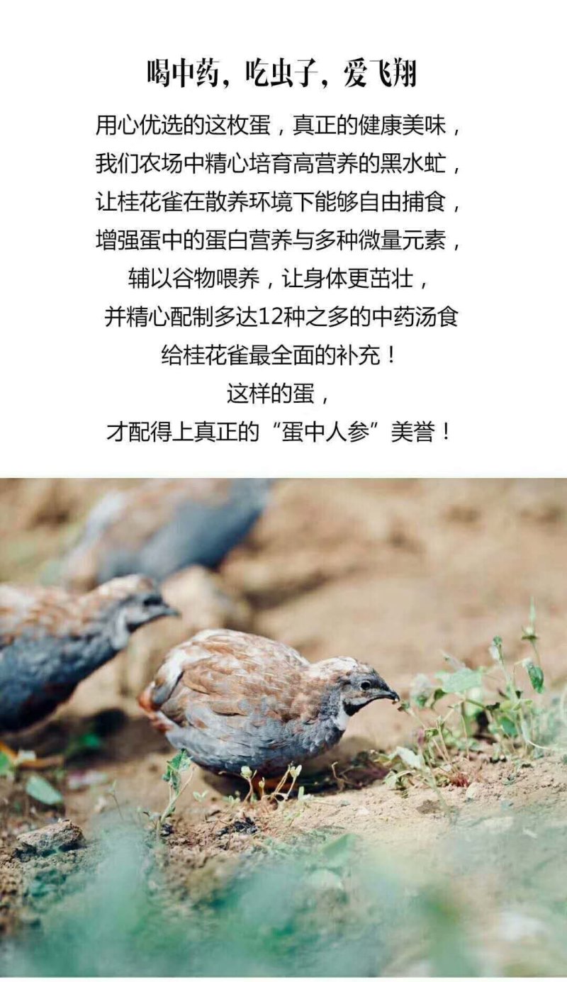 桂花雀品相好易养基地常年直供欢迎老板实地考察购买