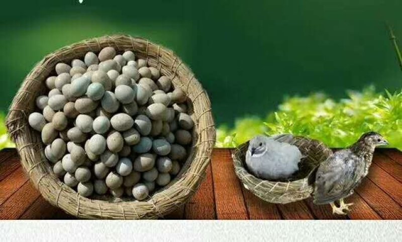 桂花雀商品蛋种蛋鸟蛋基地常年供应保质保量欢迎采购