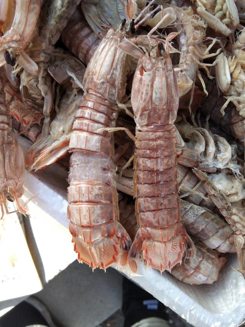 皮皮虾
