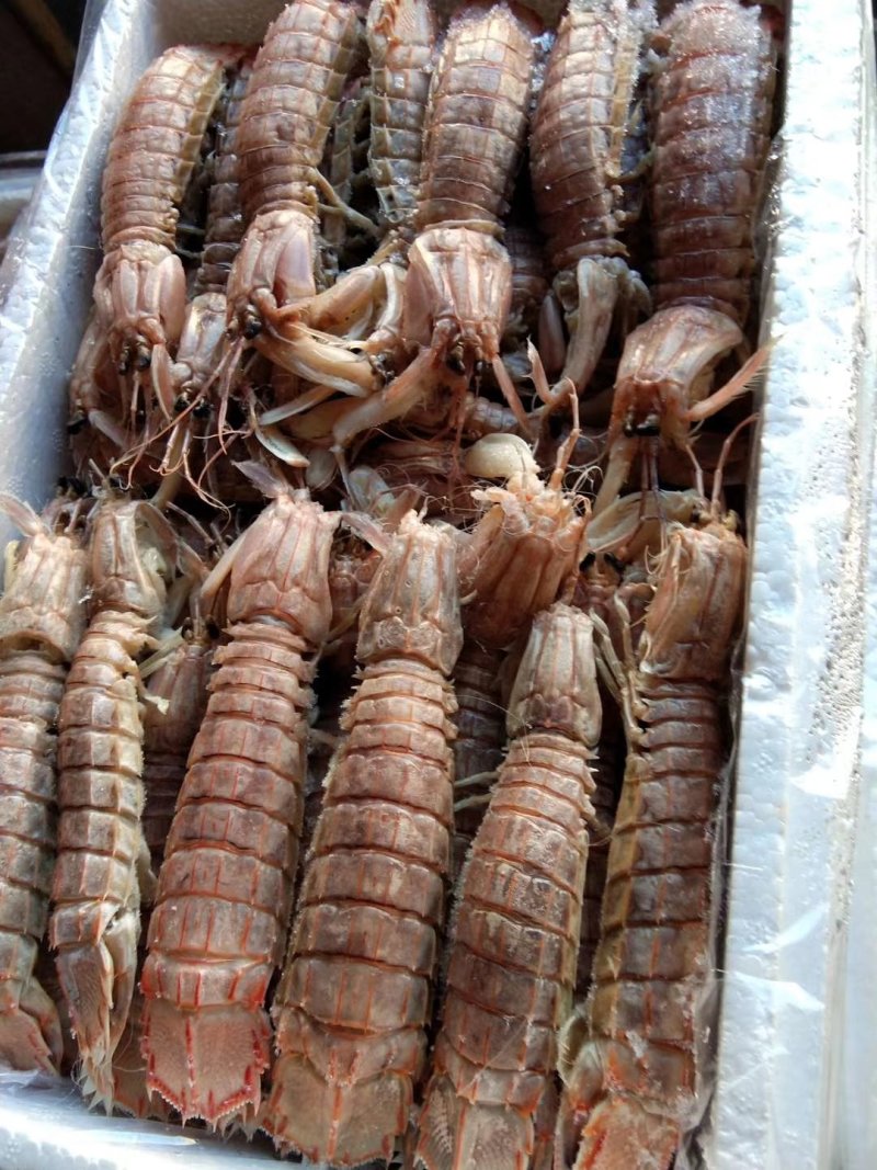 皮皮虾