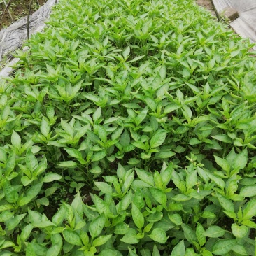辣椒苗，菜椒二荆条小米辣
