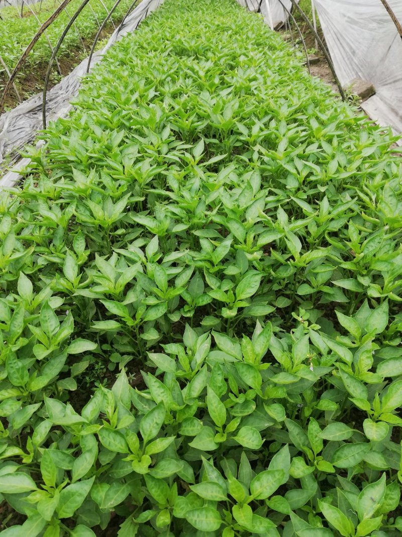 辣椒苗，菜椒二荆条小米辣