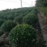 东台市大叶黄杨苗圃基地