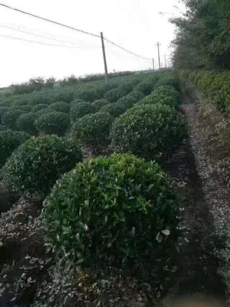 东台市大叶黄杨苗圃基地