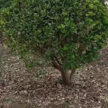 东台市大叶黄杨苗圃基地