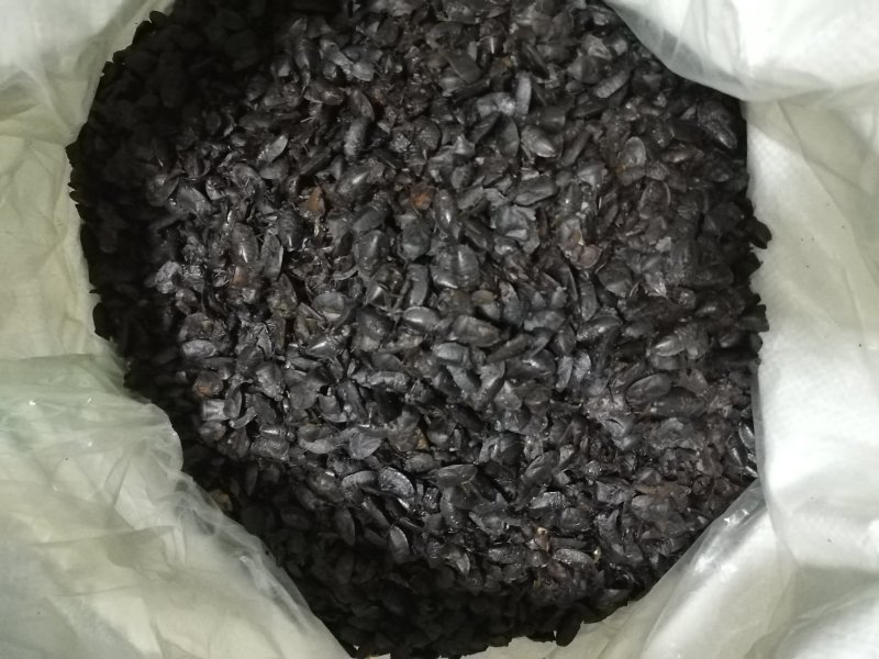 九香虫
