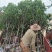 【中国桂花之乡自产自销】桂花树八月桂金桂树【批发价包邮】