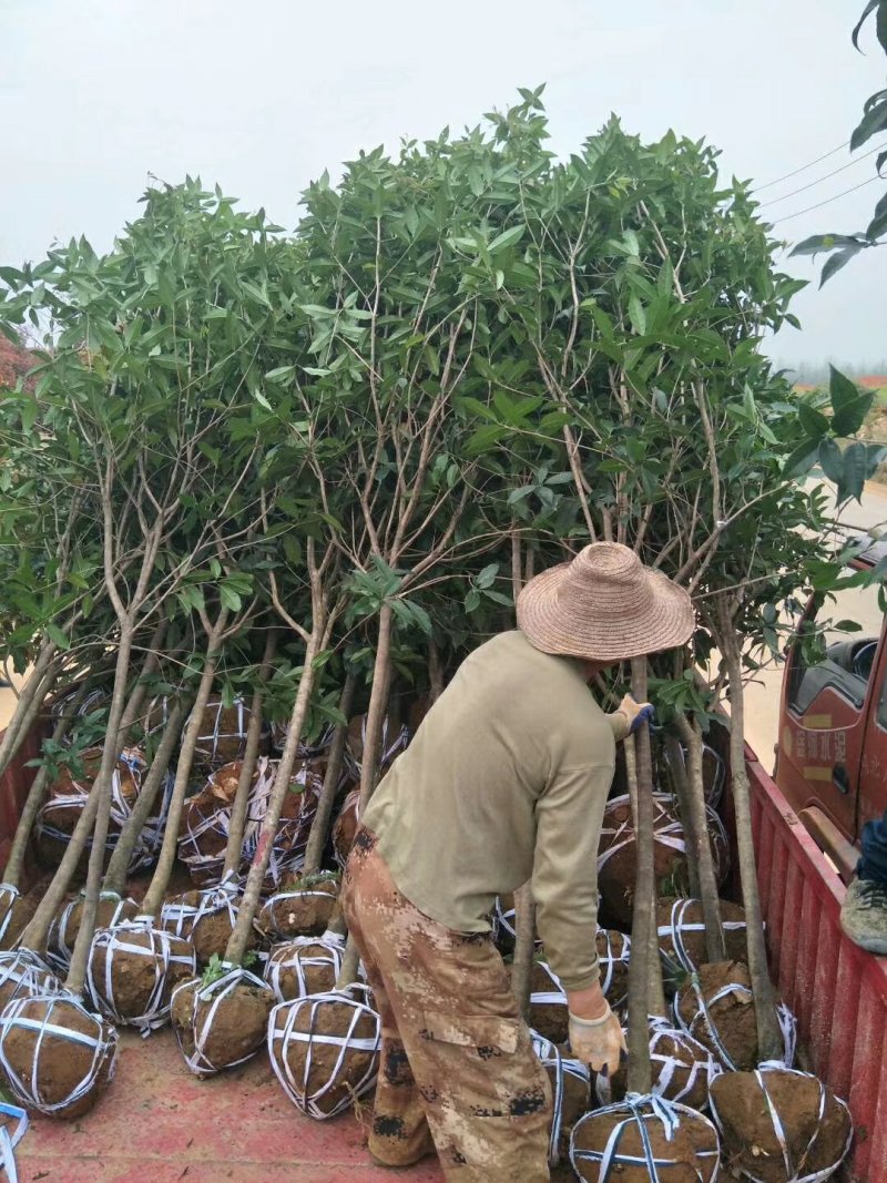 【中国桂花之乡自产自销】桂花树八月桂金桂树【批发价包邮】