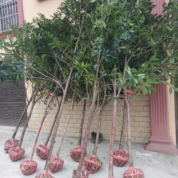 【中国桂花之乡自产自销】桂花树八月桂金桂树【批发价包邮】